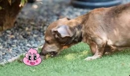 视频爆料狗狗吃屎怎么办,狗狗吃屎行为解析及纠正方法